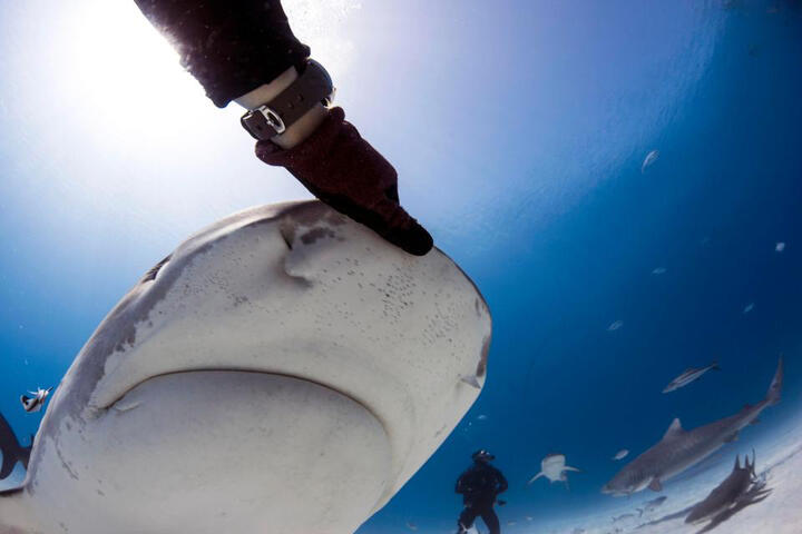 Touch a shark